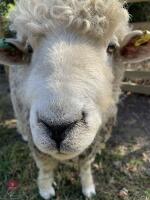 1YO DEVON & CORNWALL LONGWOOL RAM - 3