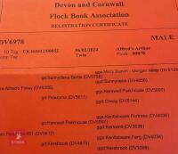 1YO DEVON & CORNWALL LONGWOOL RAM - 4