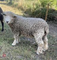 1YO DEVON & CORNWALL LONGWOOL RAM - 5