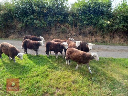 8 PUREBRED HERDWICK EWE LAMBS BIDS PER LIFE