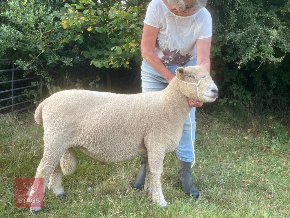 3YO PEDIGREE RYELAND RAM