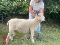 3YO PEDIGREE RYELAND RAM