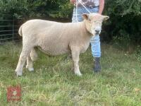 3YO PEDIGREE RYELAND RAM - 2