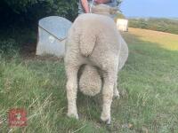3YO PEDIGREE RYELAND RAM - 3