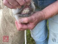 3YO PEDIGREE RYELAND RAM - 4