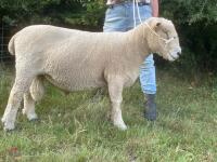 3YO PEDIGREE RYELAND RAM - 5