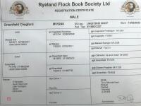 3YO PEDIGREE RYELAND RAM - 6