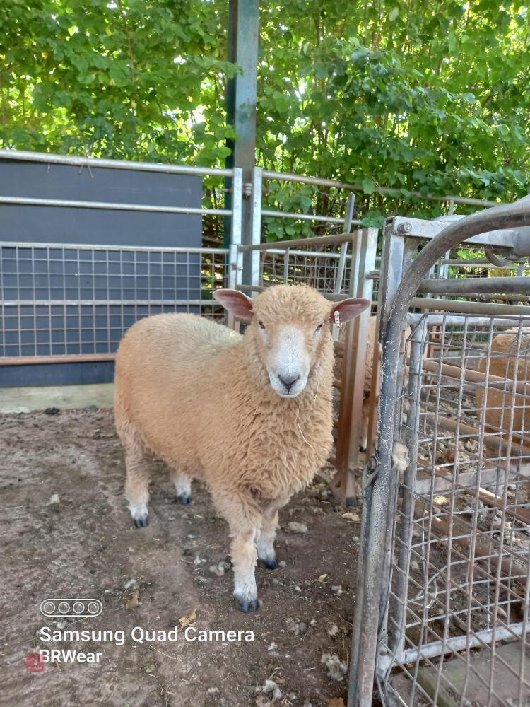 8MO RYELAND RAM