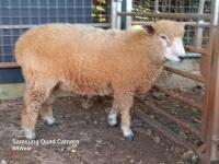 8MO RYELAND RAM - 2