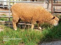 8MO RYELAND RAM - 3