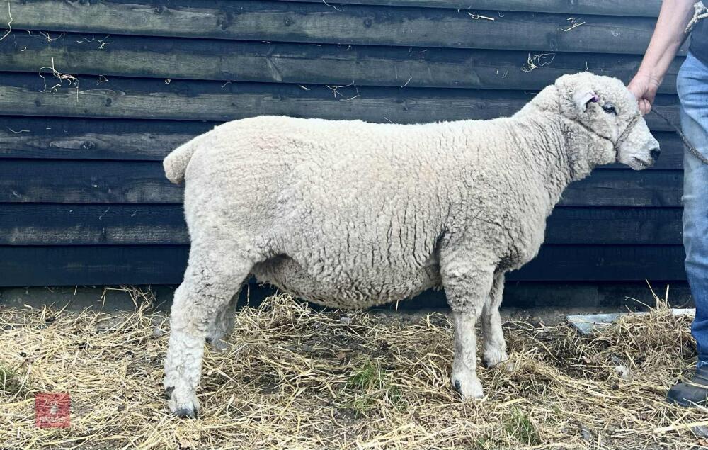 2YO PEDIGREE RYELAND EWE