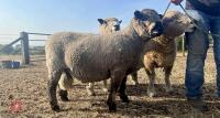 2YO PEDIGREE COLOURED RYELAND RAM - 3