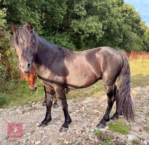 2 YO PUREBRED DARTMOOR GELDING