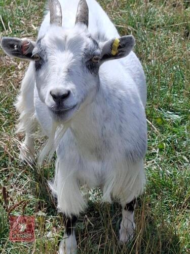 4YO PYGMY NANNY GOAT