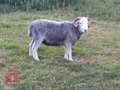PUREBRED 2T HERDWICK BREEDING RAM
