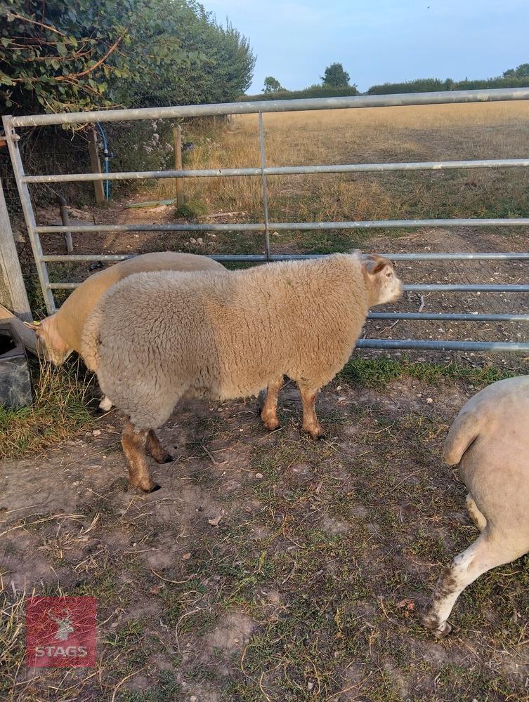 BELTEX X CHAROLLAIS RAM LAMB