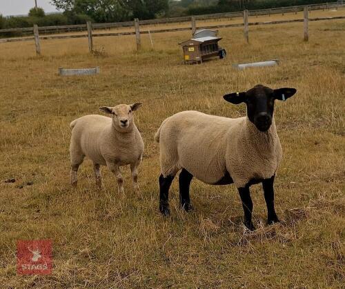 2 SUFFOLK X 6T EWES & SUFFOLK X LAMB BIDS FOR THE GROUP