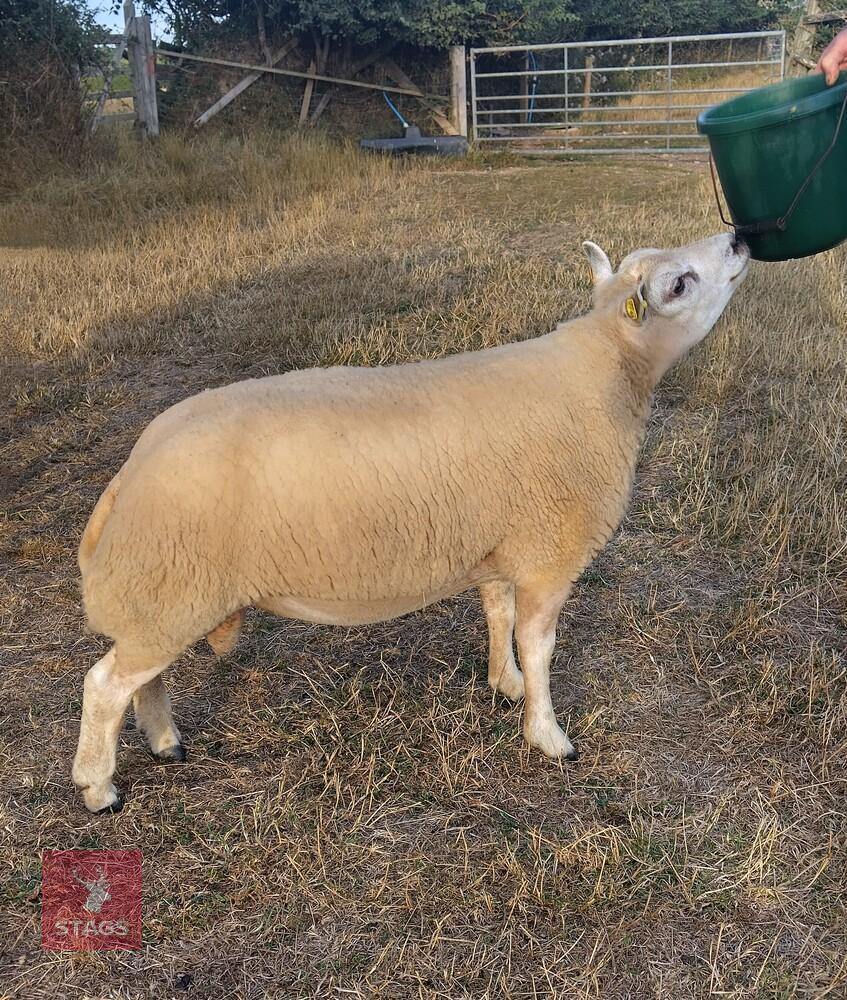 7MO PEDIGREE BELTEX RAM LAMB