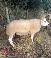 7MO PEDIGREE BELTEX RAM LAMB - 2