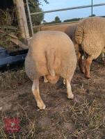7MO PEDIGREE BELTEX RAM LAMB - 3