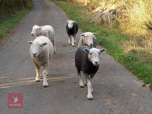 5 PUREBRED HERDWICK 2T EWES BIDS PER LIFE