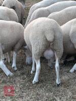 PUREBRED LLEYN SHEARLING RAM - 2