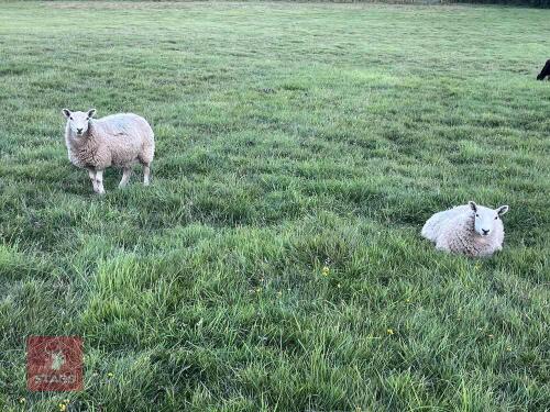 6 CHEVIOT EWE LAMBS BIDS PER LIFE