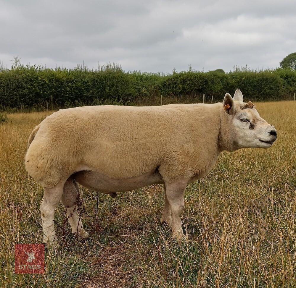 5YO PEDIGREE BELTEX RAM