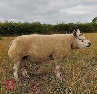 5YO PEDIGREE BELTEX RAM