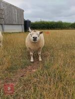 5YO PEDIGREE BELTEX RAM - 2