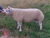 5YO PEDIGREE BELTEX RAM - 3