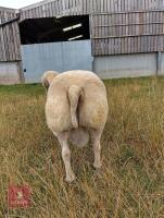 5YO PEDIGREE BELTEX RAM - 4