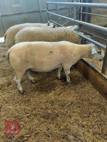 BELTEX X CHAROLLAIS RAM LAMB