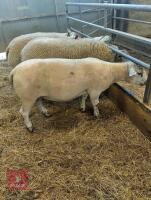 BELTEX X CHAROLLAIS RAM LAMB