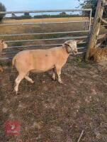 BELTEX X CHAROLLAIS RAM LAMB - 2