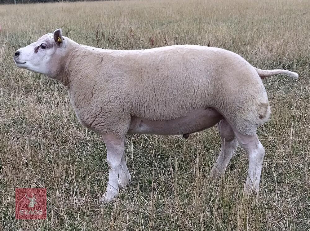 1YO PEDIGREE BELTEX SHEARLING RAM