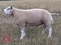 1YO PEDIGREE BELTEX SHEARLING RAM