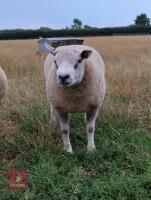 1YO PEDIGREE BELTEX SHEARLING RAM - 2