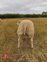1YO PEDIGREE BELTEX SHEARLING RAM - 3