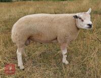 1YO PEDIGREE BELTEX SHEARLING RAM - 4