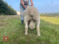 2YO PEDIGREE RYELAND RAM - 3