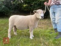 2YO PEDIGREE RYELAND RAM