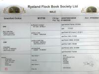 2YO PEDIGREE RYELAND RAM - 5