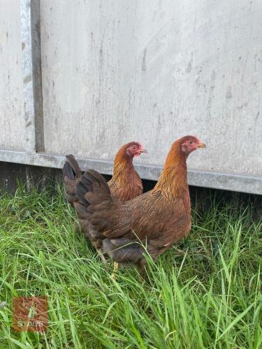 2 WELLSUMMER POL HENS BIDS PER LIFE