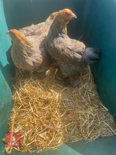 3 GOLD BRAHMA HENS BIDS PER LIFE
