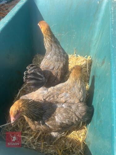 3 GOLD BRAHMA HENS BIDS PER LIFE