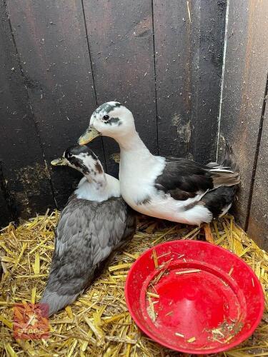 PAIR OF PUREBRED CALL DUCKS BIDS PER LIFE