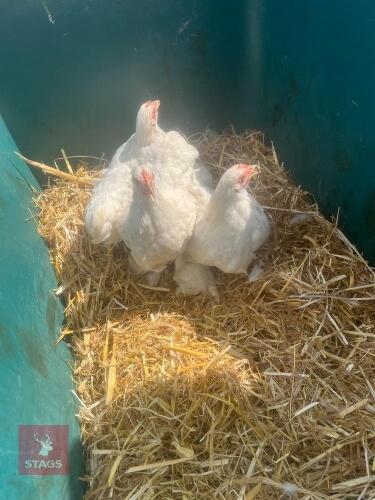 3 LEMON PEKIN HENS