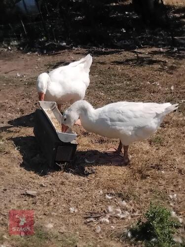 A PAIR OF EMDON DOMESTIC GEESE BIDS PER LIFE