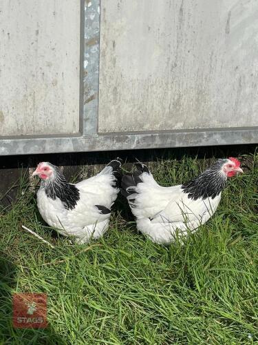 2 SUSSEX BANTAM HENS BIDS PER LIFE